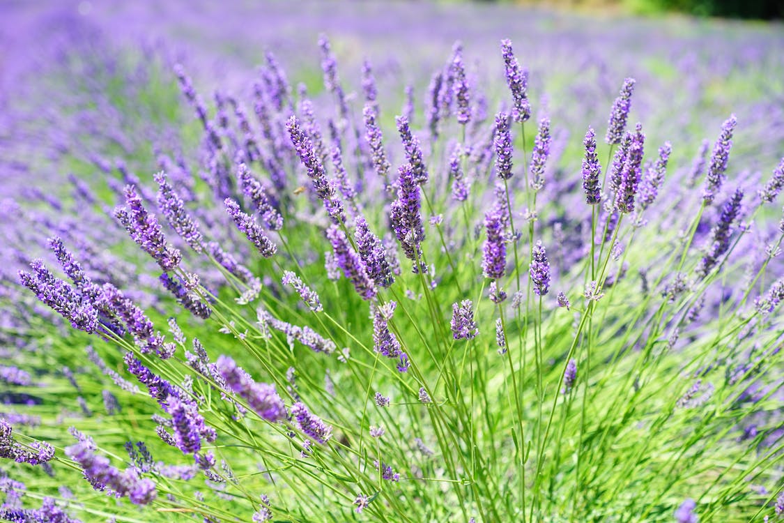Eggceptional Lavender Face Mask - SOOTHE