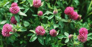 Eggceptional Red Clover Face Mask - STIMULATE