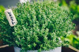 Eggceptional Thyme Face Mask - PROTECT